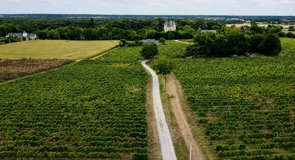 domaine-vignes